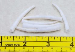 45DT111: Dentalium Shell 1.75-2 Inches - 100 Piece Bag