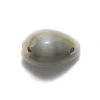 SH110-2T: Ring Top Cowry Two Hole 15-18mm - 125 Grams -Handmade Beads Discount Store SH110 2T Beads ShellBeads CowrieShells