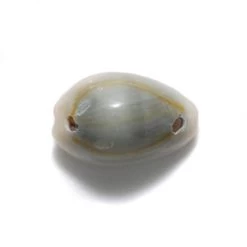 SH110-2T: Ring Top Cowry Two Hole 15-18mm - 125 Grams