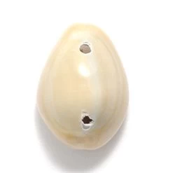 SH110-2: Ring Top Cowry Two Hole 18-25mm 140 Piece/250 Gram - 150 Grams