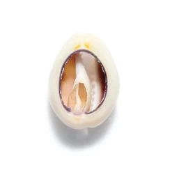 SH110-3T: India Cowry Shell Slice 15-18mm - 100 Grams