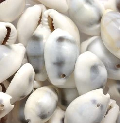 SH110-4: India Cowry Shell White/black 18-22mm 1-hole - 100 Grams