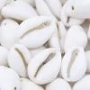 SH110-8: India Cowry Shell White 20-25mm 1-hole 1 SH110-8: India Cowry Shell White 20-25mm 1-hole -Handmade Beads Discount Store SH110 8 Beads ShellBeads CowrieShells