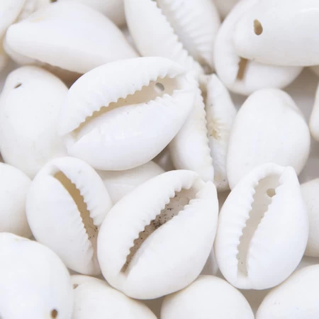 SH110-8: India Cowry Shell White 20-25mm 1-hole 3 SH110-8: India Cowry Shell White 20-25mm 1-hole