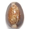 SH111-1: Snakehead Cowry Shell 1-hole 25-30mm Average - 8 Pieces