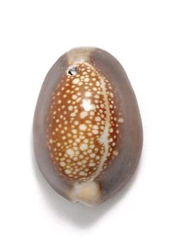 SH111-1: Snakehead Cowry Shell 1-hole 25-30mm Average - 8 Pieces